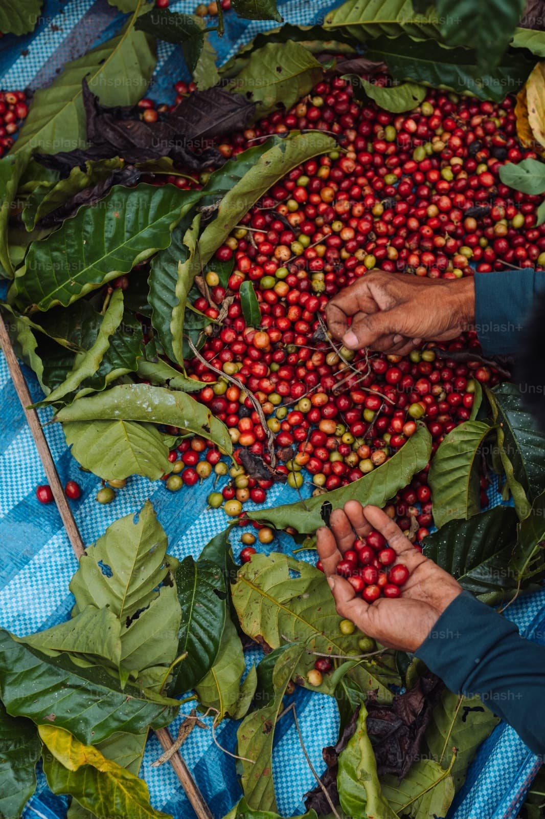Our coffee story